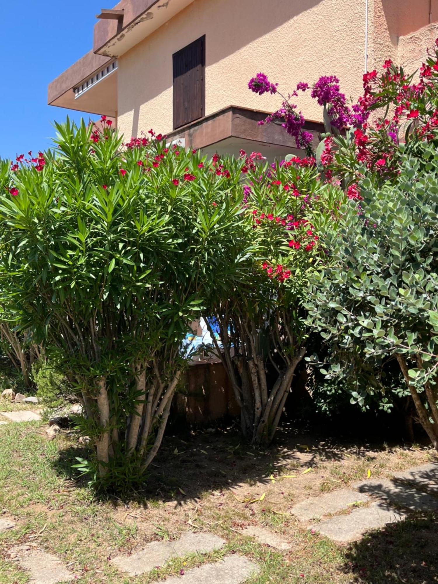 Bilocali Residenza Mediterranea Cannigione Buitenkant foto